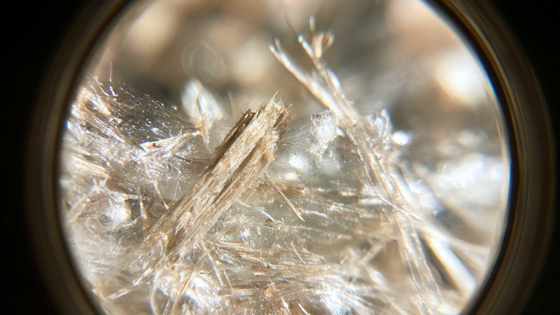 Analyse microscopique des effets du bois sur l'organisme et la muqueuse digestive du chien et du chat